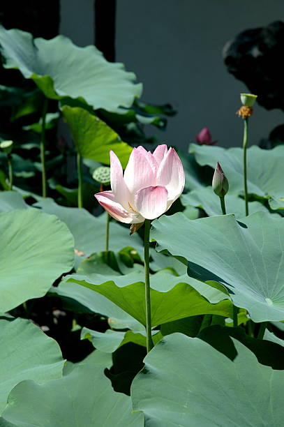 Lotus - foto de acervo