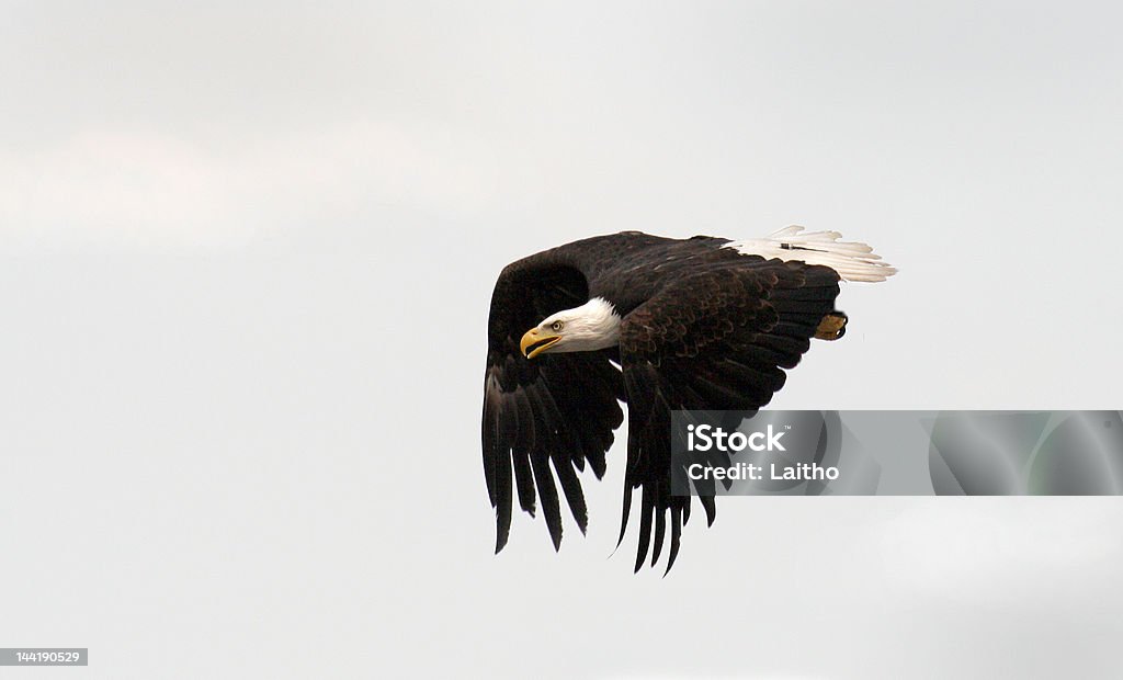 King Of The Sky Stock Photo - Download Image Now - Bird, Carrion, Eagle -  Bird - iStock