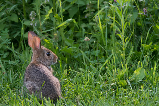 istock Eastern Cottontail Rabbit with its head turned in profile 1441905379