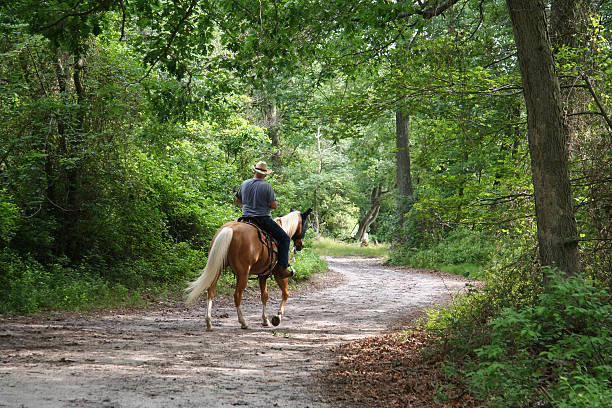passeios a cavalo pela floresta - horseback riding cowboy riding recreational pursuit - fotografias e filmes do acervo
