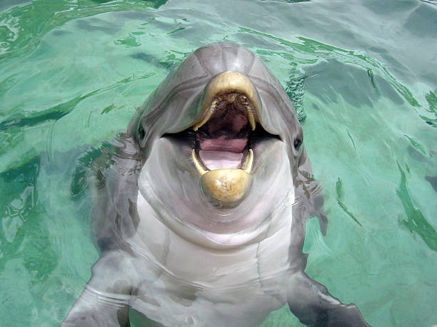 flipper golfinho - dolphin aquarium bottle nosed dolphin smiling imagens e fotografias de stock