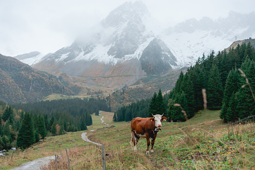 Cow on pasture  in Swiss Alps