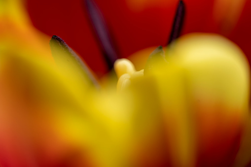 Close up of the flower head of a red and yellow tulip for use as an abstract background.