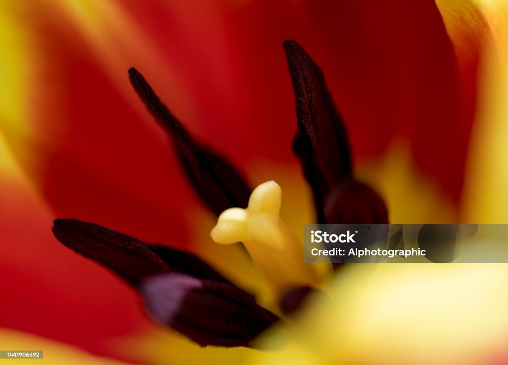 Close up of the flower head of a red and yellow tulip Close up of the flower head of a red and yellow tulip for use as an abstract background. Flower Stock Photo