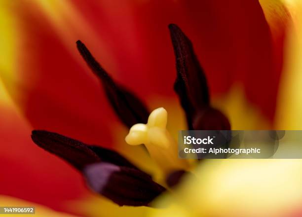 Close Up Of The Flower Head Of A Red And Yellow Tulip Stock Photo - Download Image Now