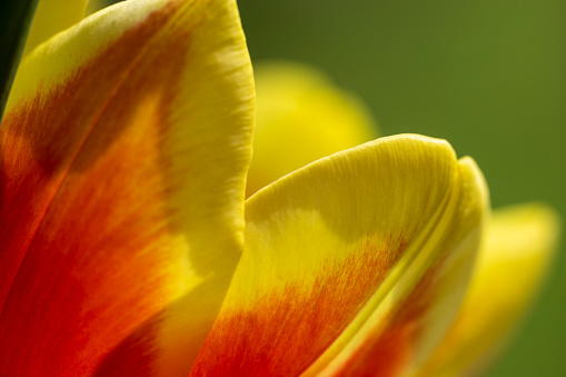 Yellow tulip on a background of green grass close up