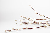 Willow branch with furry willow-catkins isolate on a lighte background. Spring concept, Palm Sunday concept.