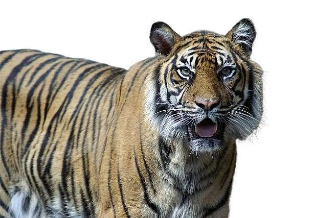 istock tiger in zoo berlin 4 isolated 144190684