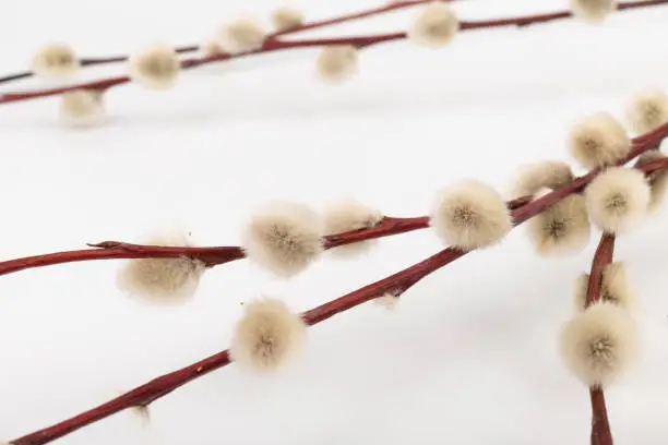 Willow branch with furry willow-catkins isolate on a lighte background. Willow twigs on white background. Spring concept, Palm Sunday concept.