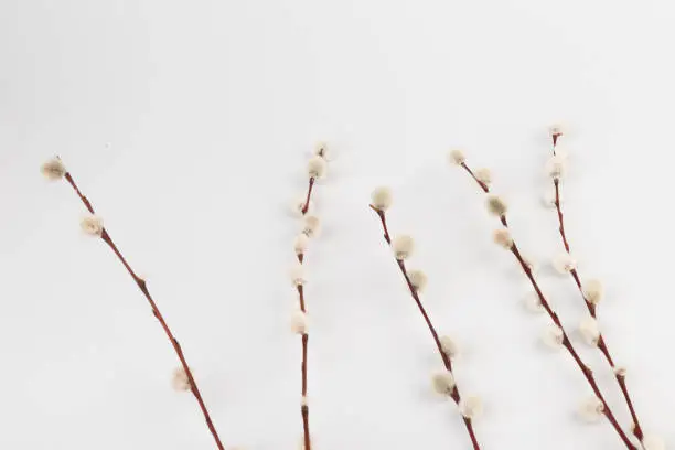 Willow branch with furry willow-catkins isolate on a lighte background. Willow twigs on white background. Spring concept, Palm Sunday concept.