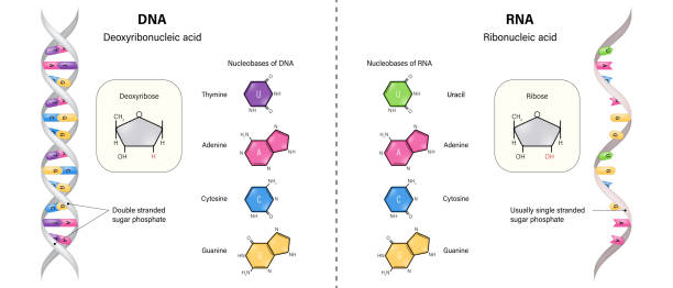 dnaとrnaの構造の違い。デオキシリボ核酸およびリボ核酸。チミン、アデニン、シトシン、グアニンおよびウラシル。デオキシリボースとリボース。 - deoxyribonucleic点のイラスト素材／クリップアート素材／マンガ素材／アイコン素材