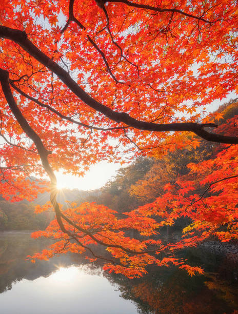 istock Beautiful Seoul pictures 1441907014