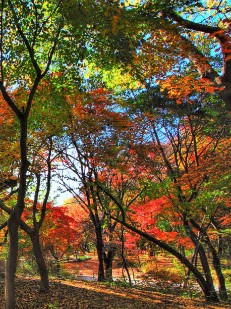 istock Beautiful Seoul pictures 1441907169