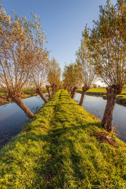 narrow path over a dike between trees and water - alblasserwaard imagens e fotografias de stock