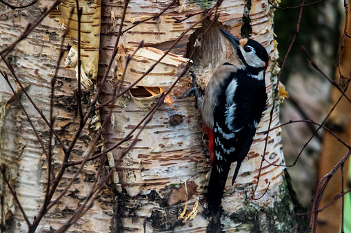 A close up portrait of a great spotted woodpecker or dendrocopos major pecking or drilling a hole in a birch tree trunk with its beak. The bird is creating a new home.