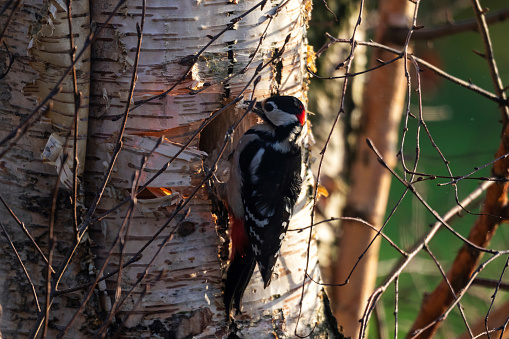A close up of a dendrocopos major or great spotted woodpecker hanging on the side of a birch tree trunk pecking a round hole in a tree to make a nest. The bird is creating a new home in the wood.
