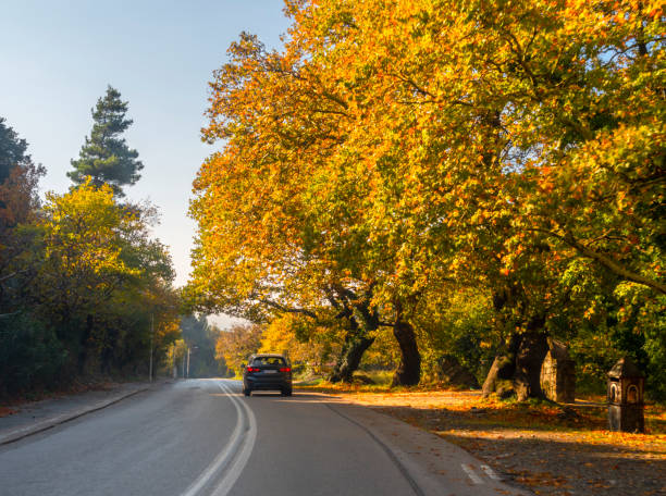 istock Mountain road among trees with autumn foliage in mountains Dirfys on island Evia, Greece 1441908282