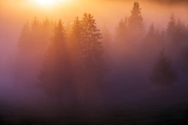 Strong dense fog and trees on the mountain.