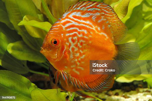 Tanque Vermelho De Lançamento Do Disco - Fotografias de stock e mais imagens de Amarelo - Amarelo, Animal, Barbatana - Parte do corpo animal