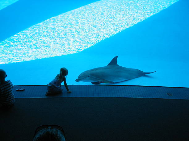 istock Girl Kissing Dolphin 144190911