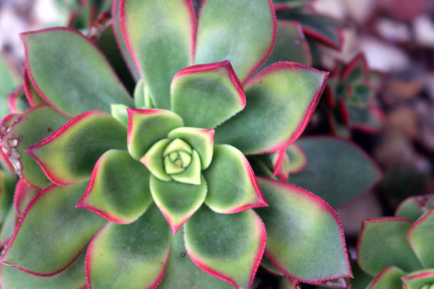 istock Aeonium Kiwi (Aeonium haworthii 'Kiwi') with variegated rosette : (pix SShukla) 1441909693