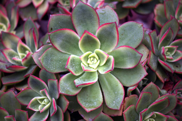 istock Aeonium Kiwi (Aeonium haworthii 'Kiwi') with variegated rosette : (pix SShukla) 1441909727