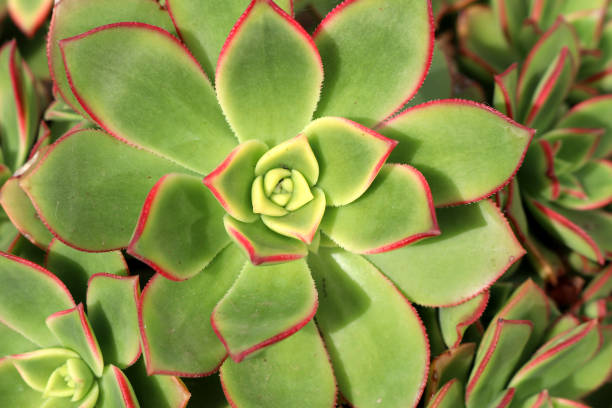 istock Aeonium Kiwi (Aeonium haworthii 'Kiwi') with variegated rosette : (pix SShukla) 1441909780