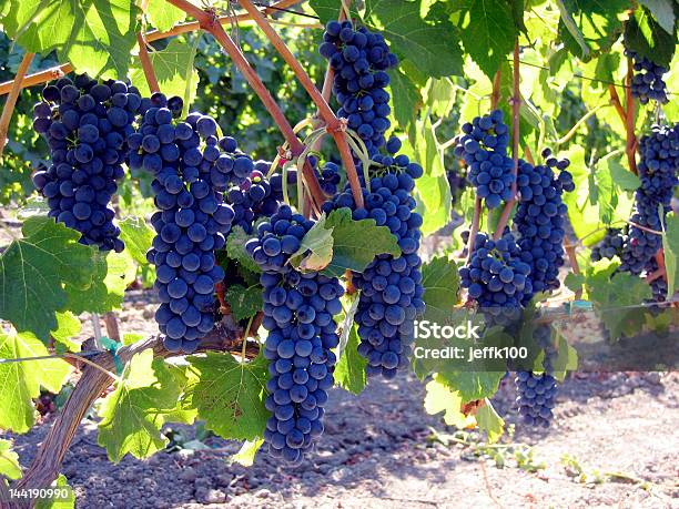 Blue Wine Grapes Hanging On Vine In Sunlight Stock Photo - Download Image Now - Agriculture, Alcohol - Drink, Aspirations