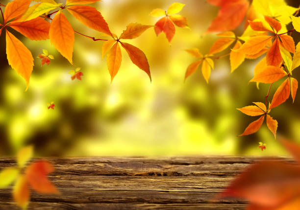 istock Autumn banner with red and yellow leaves on a bright background 1441909999
