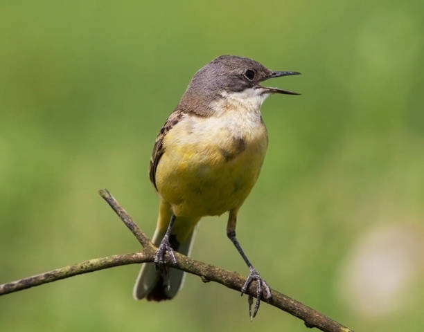 Beautiful Croatia wildlife pictures