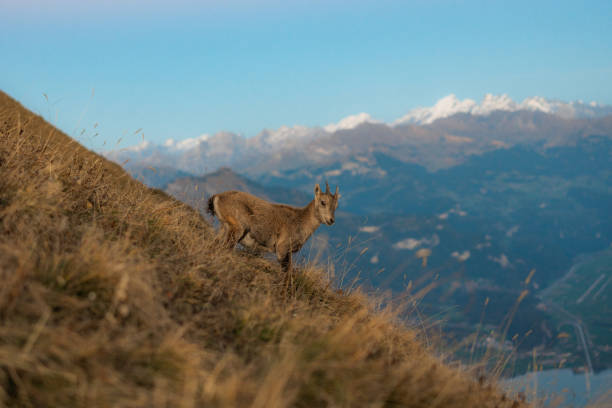 Scenic view of Ibex in Swiss Alps in autumn