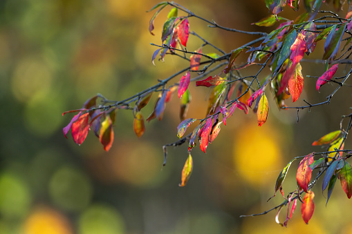 Close shot of colorful autumn leaves with a beautiful bokeh effect in the background.