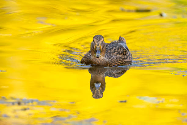 Female mallard duck (Anas platyrhynchos) swimming in a yellow water, the reflections of autumn leaves.