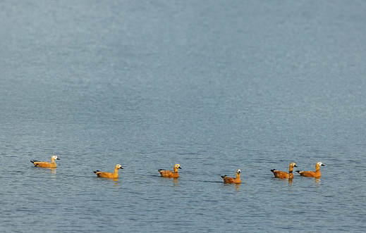Six ruddy shelducks (Tadorna ferruginea) swimming on a lake.