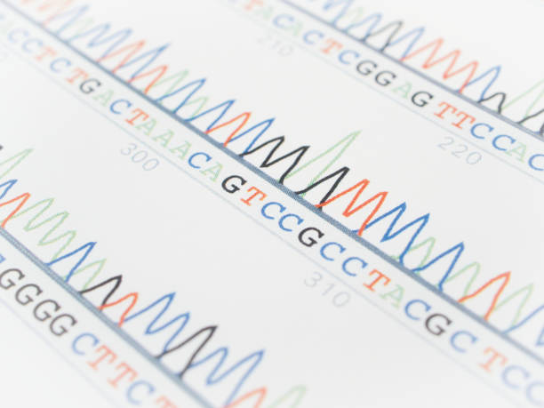 Chart of nucleotide sequences (DNA sequences) Chart of nucleotide sequences (DNA sequences) genetic screening stock pictures, royalty-free photos & images