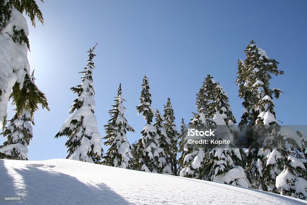 Sol a través de árboles de invierno - Foto de stock de Abstracto libre de derechos