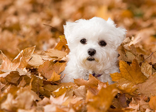 Alle in the Fall Leaves