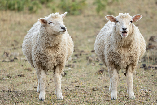 Dos lambs photo