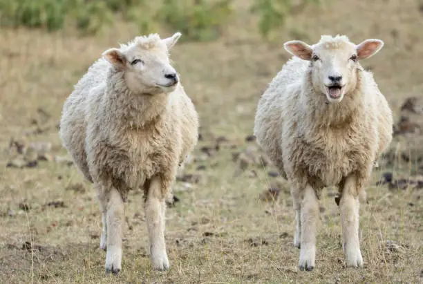 Two lambs standing next to each other outside, one appears to be laughing funny concept