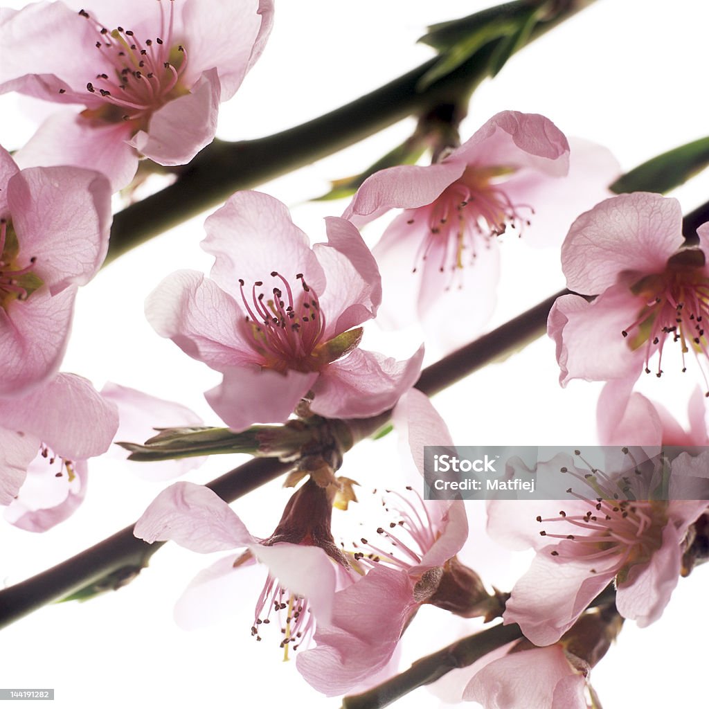 Pfirsichbaum Blumen - Lizenzfrei Ast - Pflanzenbestandteil Stock-Foto