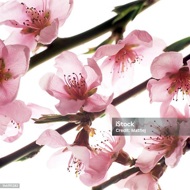 Pfirsichbaum Blumen Stockfoto und mehr Bilder von Ast - Pflanzenbestandteil - Ast - Pflanzenbestandteil, Baum, Baumblüte