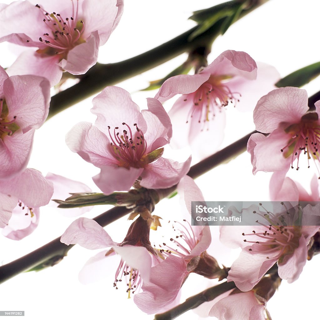 Flores de Pêssego - Royalty-free Ameixa - Fruta Foto de stock