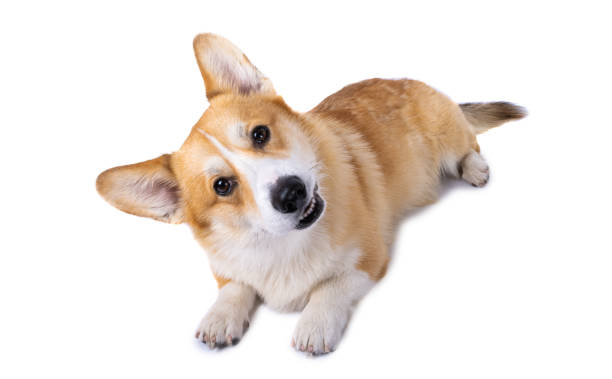 istock corgi welsh pembroke isolated 1441913370