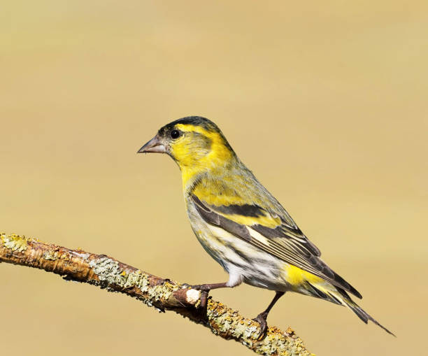 Magical Croatia wildlife pictures