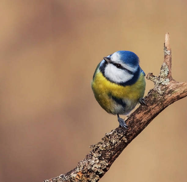 Magical Croatia wildlife pictures