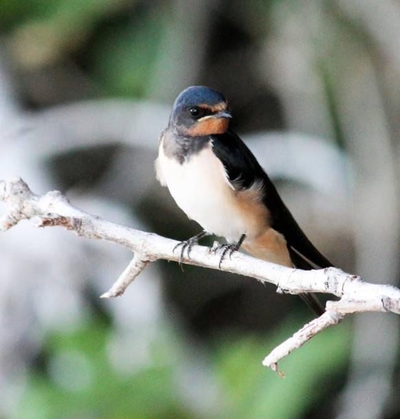 Magical Croatia wildlife pictures