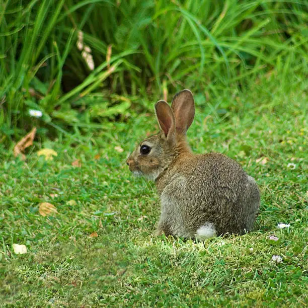 young brown rabbit sitting on grass  with ears alert ready to run into longer grass