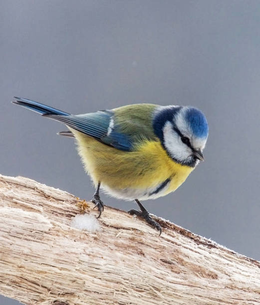 Magical Croatia wildlife pictures