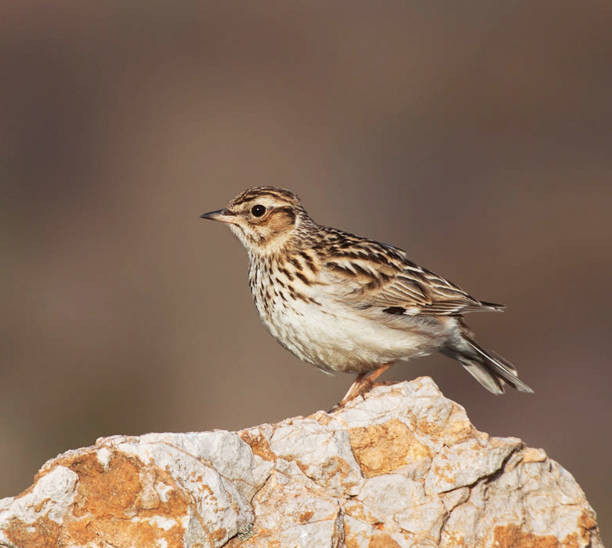 Magical Croatia wildlife pictures