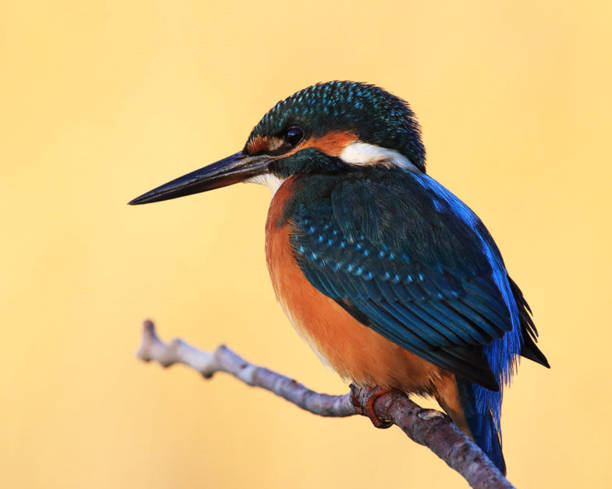 Magical Croatia wildlife pictures